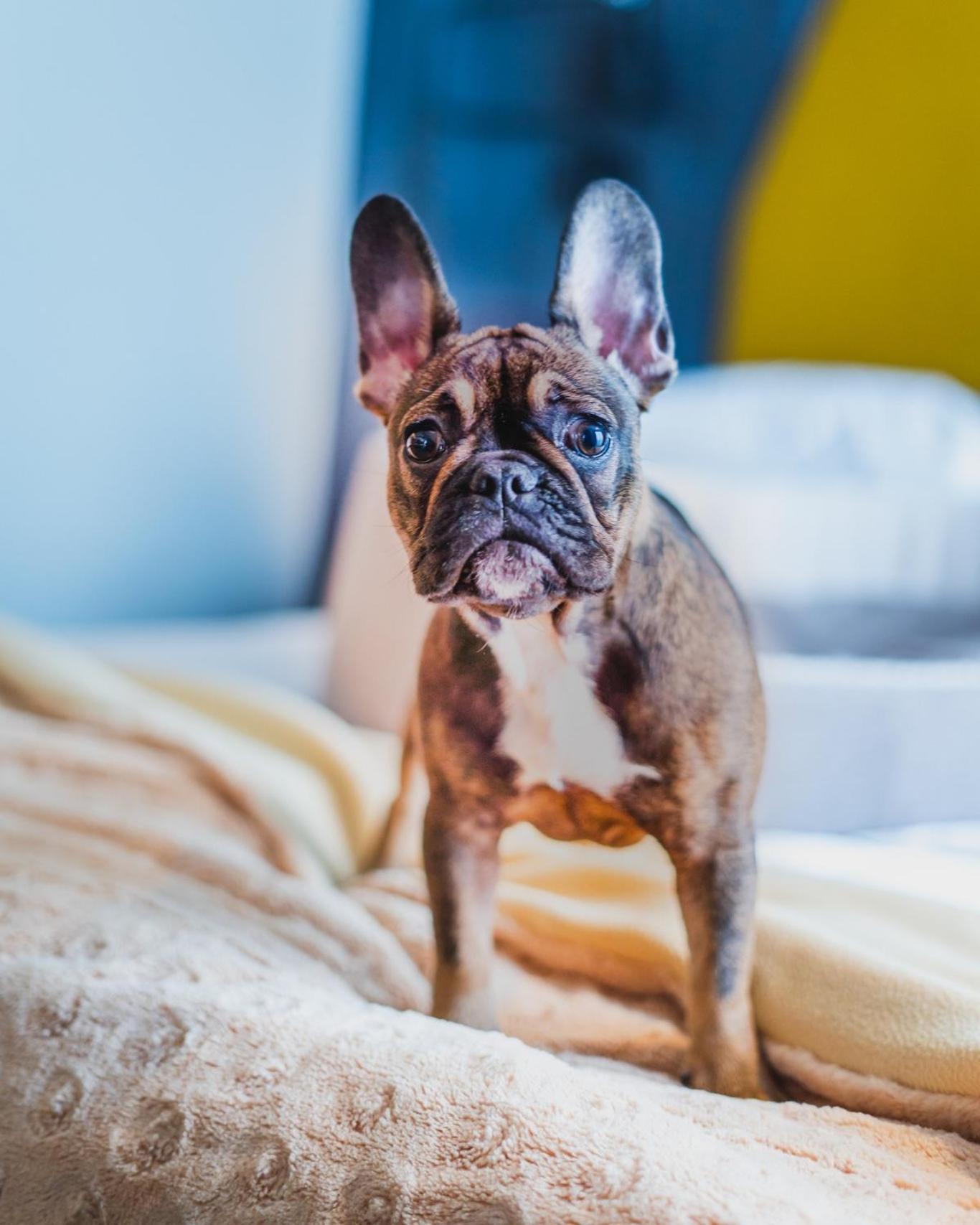 Hotel Bristol Tradition And Luxury Rzeszow Bagian luar foto French Bulldog